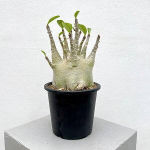 ϗtA/AfjE Ft@bg^Cv@525-04