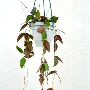 ϗtA/zFJE_[^ X}g 4݂蔫