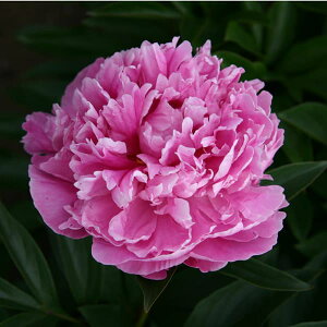 Ԃ̕c/VNNi䉖jFhN^[ANT_[t~O6A