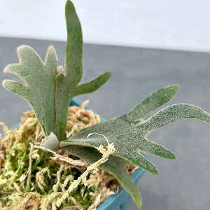 ϗtA/rJNV_iREjFEBL[WFChK[iX|Aj2|bg