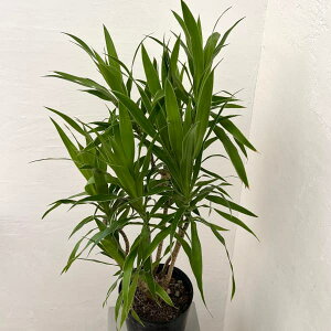 ϗtA/[IZ[]hZi ir? 625-01