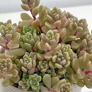 ϗtA/OvgZ_FXvO_[×ܕPHiqVECj2.5|bg