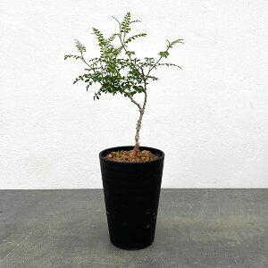 ϗtA/[UEt@[ZNg]IyNJAFfJ[ ij 3.5A