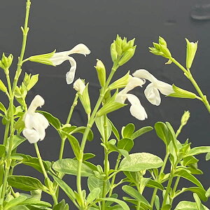 Ԃ̕c/i킯j`F[Z[WFp[zCg3.5|bg