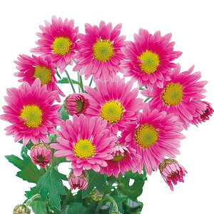 Ԃ̕c/ԂȂe~炫 炫eF؁isNnj4|bg