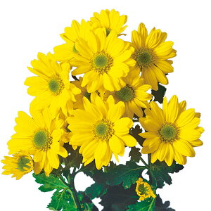 Ԃ̕c/ԂȂe~炫 炫Xv[e VtHj[ 4|bg