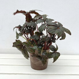 観葉植物/ベゴニア：クロトチバ　4号鉢植え