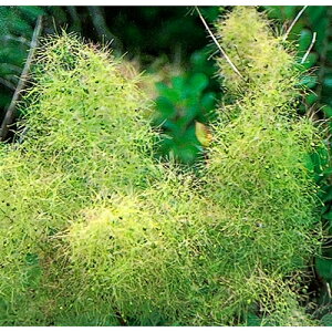 Ԗ ؂̕c/X[Nc[FVgVV5-6|bg