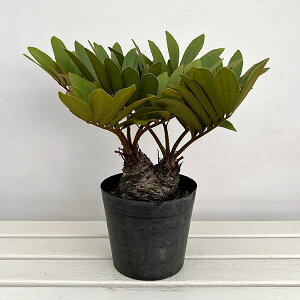 ϗtA/U~AFttZA@7A25-01