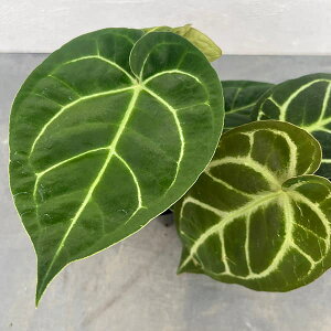 ϗtA/AXEFhL×G[XIuXy[h@3.5|bg