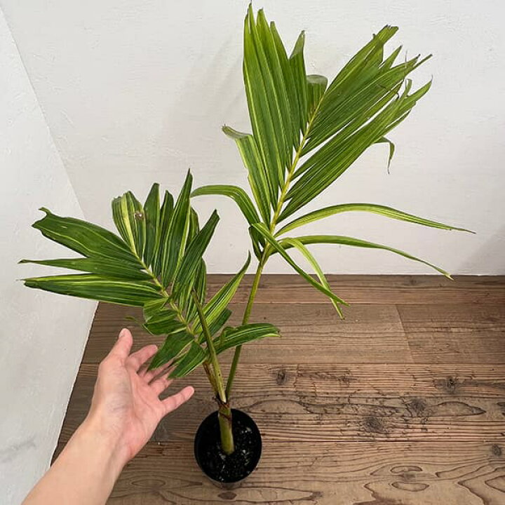 楽天市場】観葉植物/[ザ・ファームセレクト]ヤシ：マニラパーム 
