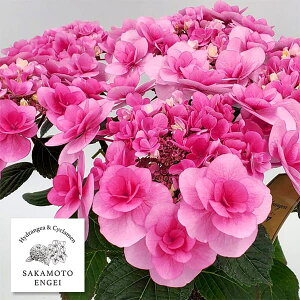 Ԗ ؂̕c/AWTCF[[isNj3.5|bg