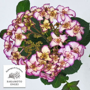 Ԗ ؂̕c/AWTCFt[Xiu[j3.5|bg