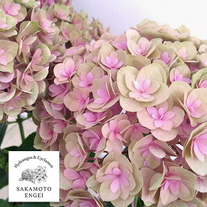 Ԗ ؂̕c/AWTCF|[WBu[P@A[isNj3.5|bg