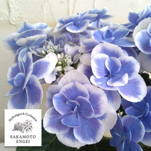 Ԗ ؂̕c/AWTCFhbviu[j3|bg