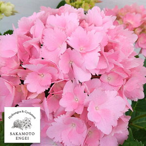 Ԗ ؂̕c/AWTCF~ZXN~R3.5|bg