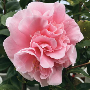 Ԗ ؂̕c/ցicoLjFfr[^g4|bg