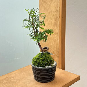 R쑐̕c/^ZRCA@ۋʎdĊ۔