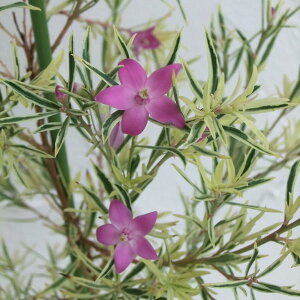 Ԗ ؂̕c/TUNXFtC[iNC[ 7A