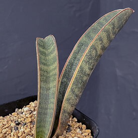 観葉植物/サンセベリア：ハリー（ピンク） 3.5号鉢植え