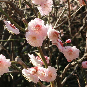 ʎ̕c/Ei~jF͂Ȃ݁iԍj4`5|bg