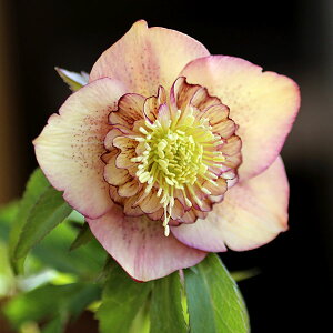 NX}X[YFAvRbgZ~_u3|bg