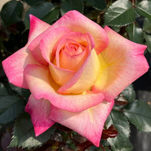 o̕c/nCubheB[FG`eBbh s[X6A