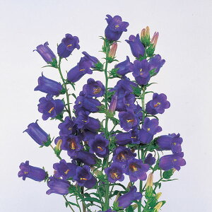 Ԃ̕c/JpjFC@p[v@3.5|bg