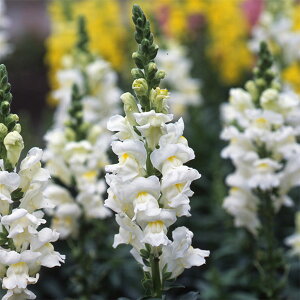 Ԃ̕c/LM\EijF\lbg zCg3.5|bg