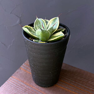 ϗtA/AKxFp[@gJ[^ CXg[N@3.5A25-03