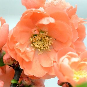 Ԗ ؂̕c/{Pi؉ZjFԑbini_CWj3|bg