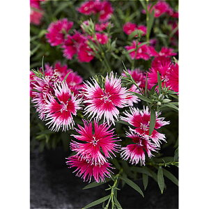 ���Ԃ̕c/[�I���Z�[��]�i�킯��������j�_�C�A���T�X�F�X�[�v���E�`�F���[�s�R�e�B3.5���|�b�g