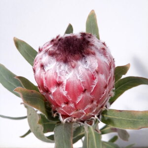 Ԗ ؂̕c/[UEt@[ZNg]veAFCfC@7A25-03