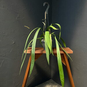 ϗtA/AXEFrb^tHE oGK[^ij4݂蔫25-06