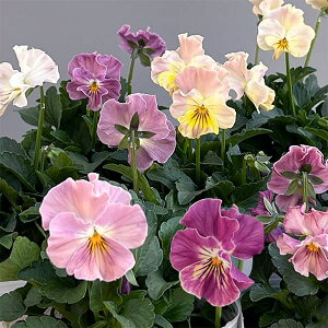 Ԃ̕c/rIit炫jFpXetL3-3.5|bg