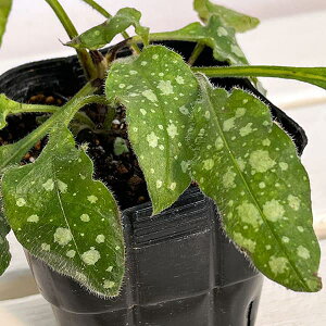 Ԃ̕c/viAFu[wCY3.5|bg