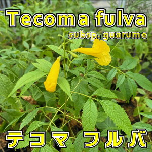 Ԗ ؂̕c/mE[JY̒ԁFeR} to 4|bg