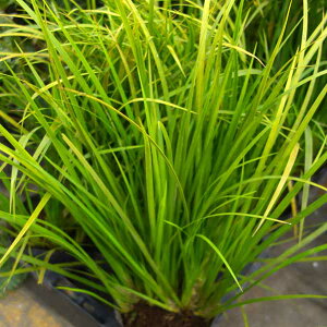 Ԃ̕c/ZLVEFZLVE3.5|bg