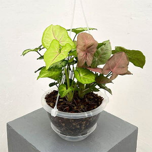 ϗtA/VSjEF4~bNX񂹐A@5݂蔫lK~GA