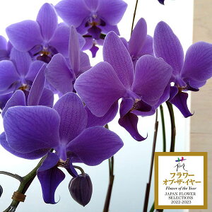 t@mvVXFBlue Geneiu[W[j(R)1{4AbsO