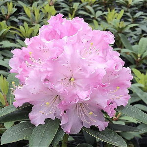 Ԗ ؂̕c/mVNiQFpgVA3.5|bg