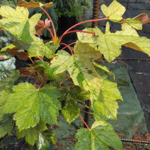 Ԗ ؂̕c/ZCEJWJGfFGNXTZbg7|bg