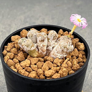 ϗtA/RmtBcFuEj[@2.5|bg