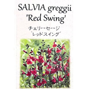 Ԃ̕c/`F[Z[WFbhXCO3.5|bg