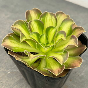 ϗtA/AGIjEFVEJ 3.5|bg