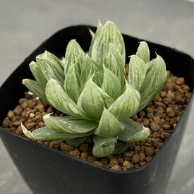 観葉植物/ハオルチア：ホワイトベール 2.5号スクエア鉢
