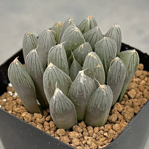 ϗtA/nI`AF[WiIuc[Tzj@2.5A