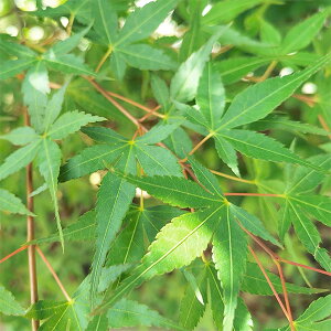 Ԗ ؂̕c/~WiJGfjFPiLqj4A