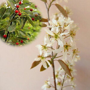 Ԗ ؂̕c/W[x[Fo[i4`5|bg