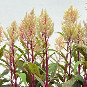 Ԃ̕c/ZVAiPCgEjF̏H@x[Wn3.5|bgg 6Zbg